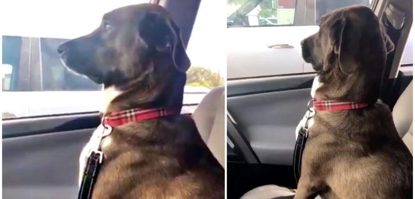 A dog provides his owner with the silent treat right after a visit to the doggy dentist… Watch this funny video below…