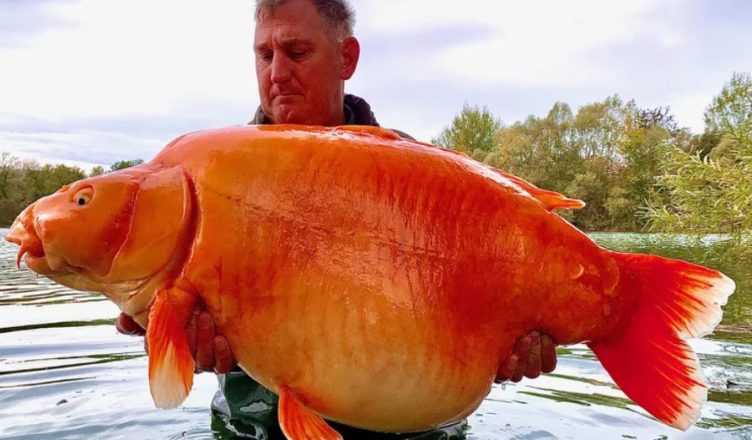 A fisherman caught a giant goldfish that weighed 67 pounds and then this happened….