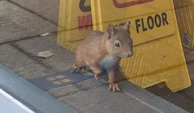 A Greggs store had to close after a squirrel got caught inside and scared off customers… but this is not the end it…