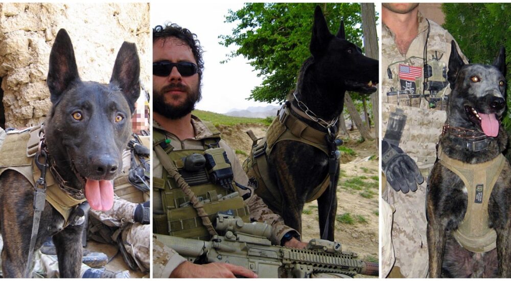 A Navy SEAL has To say their final goodbyes to their long-time K9 companion and friend…Watch this touching video below…