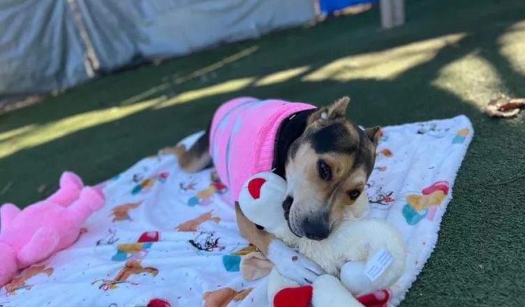 A rescue group in California threw a birthday party for a dog that had been living in a shelter for more than two years.․․ But then this happened