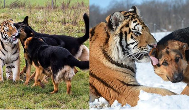 At the Wildlife Sanctuary, endangered Siberian tigers and German shepherds became inseparable buddies…