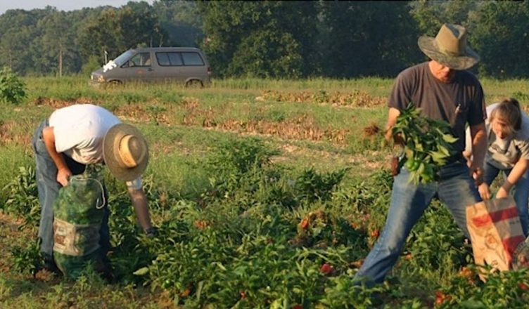 Family Farms Use ‘Crop Mobsters’ to Save Over 1 Million Servings of Food From Waste․․․