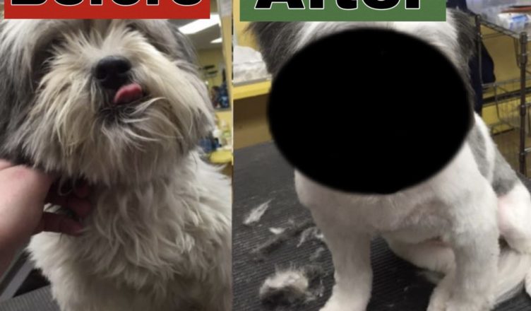 Guy Gives Shelter Dogs Free Haircuts to Help Them Get Adopted… See them before and after…