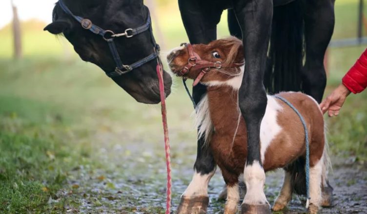 Meet the 20-inch pony, the smallest horse in the world who is ready to become….