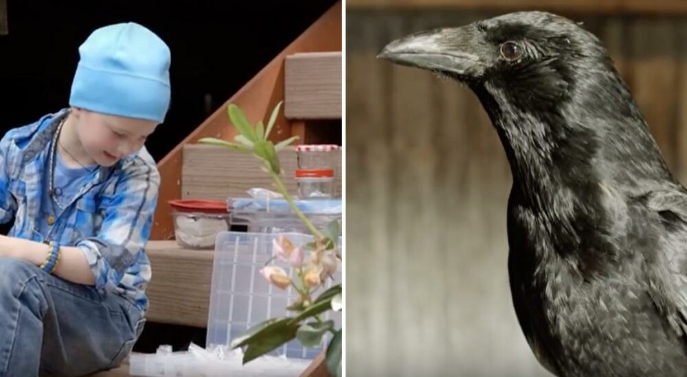 This girl was feeding crows for 4 years, when one day she received exceptional gifts from them…