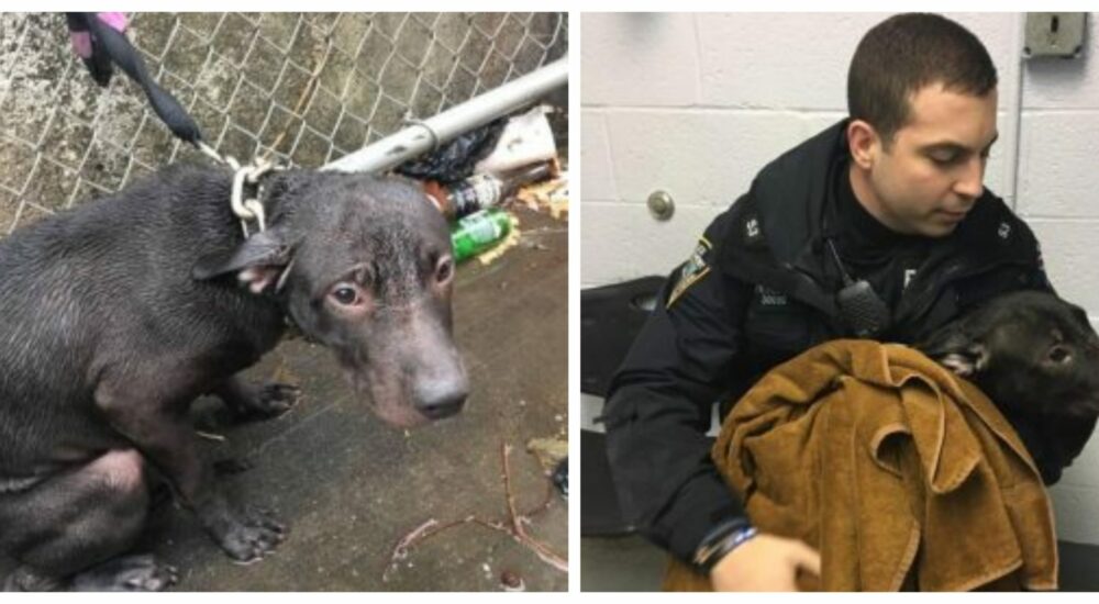 VIDEO: A police officer takes in a stray dog that he found and rescued from the storm…