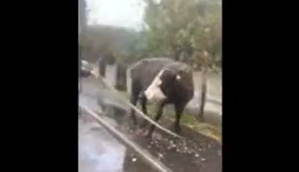VIDEO: Loose cow wanders into traffic… See what happened to it.