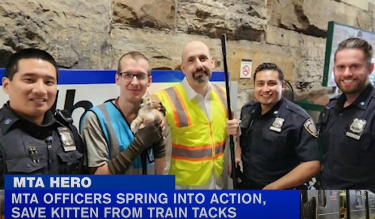 VIDEO: New York traveling cat found abandoned on railway tracks, but then…