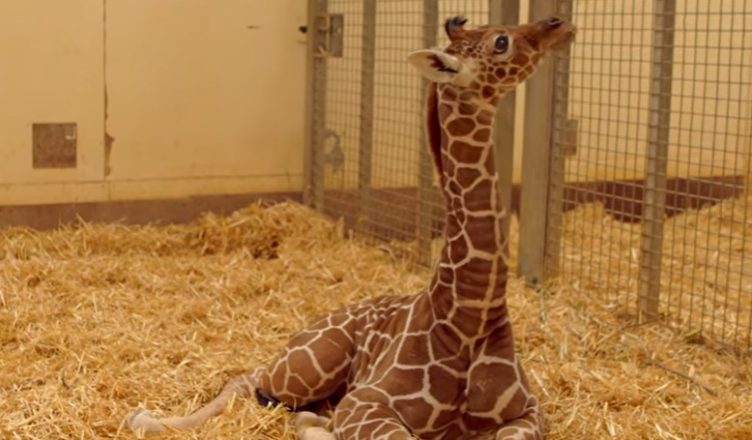 VIDEO: With a behind-the-scenes video, the British Zoo unveils a baby giraffe.