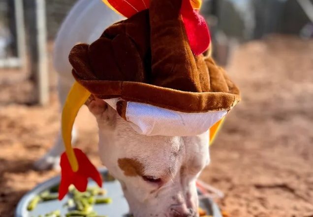 While rescue dogs wait to find homes for the holidays, they were given an early․․․․
