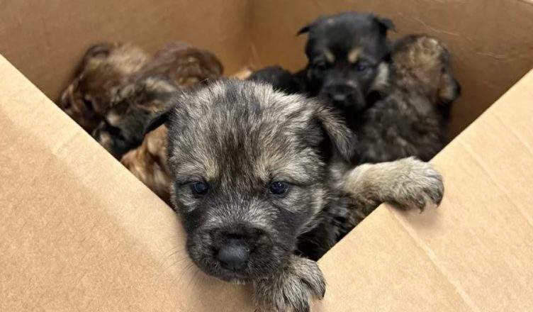 You won’t believe when you see how an anonymous caller saves puppies left in a box on a Michigan road.